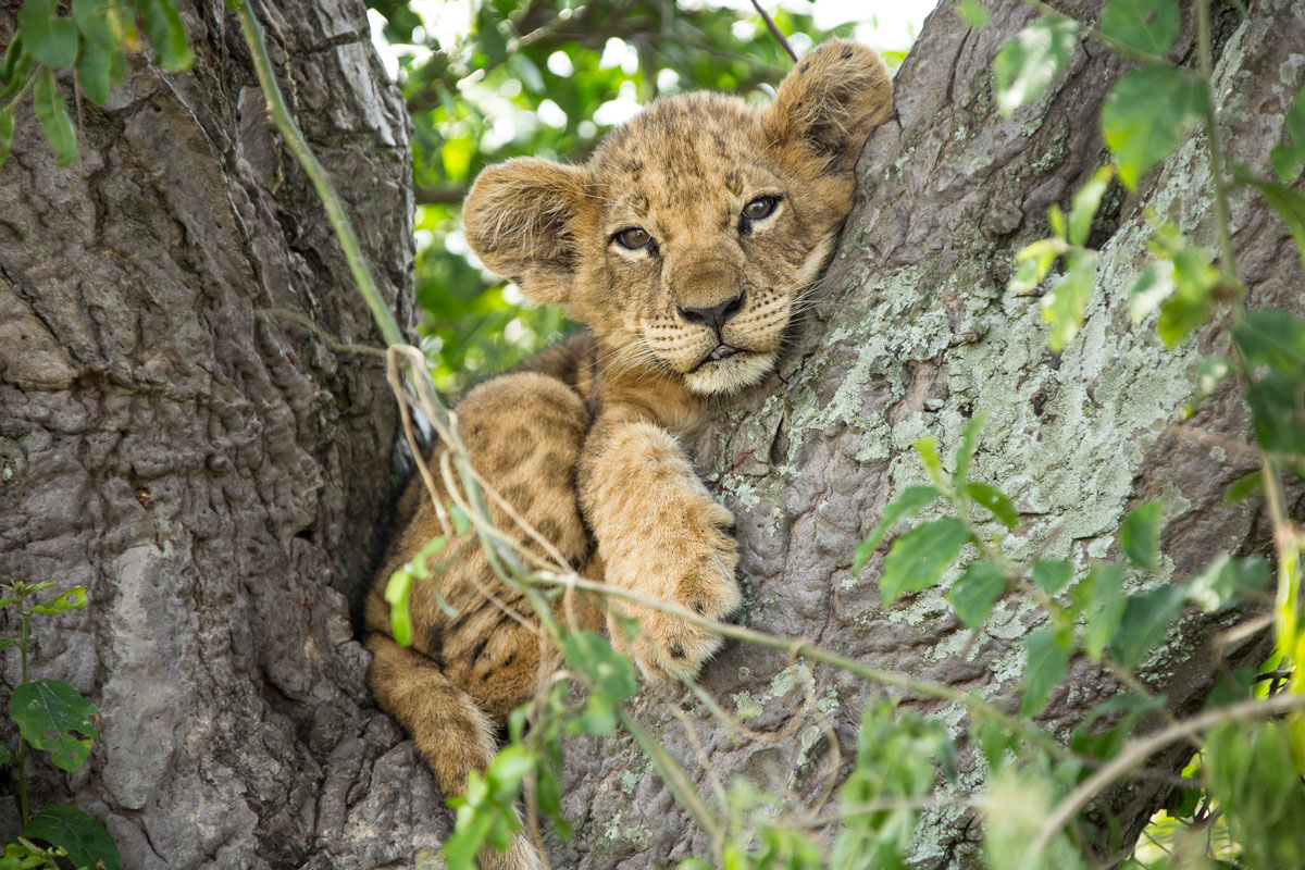 Kyambura Lion Monitoring Project