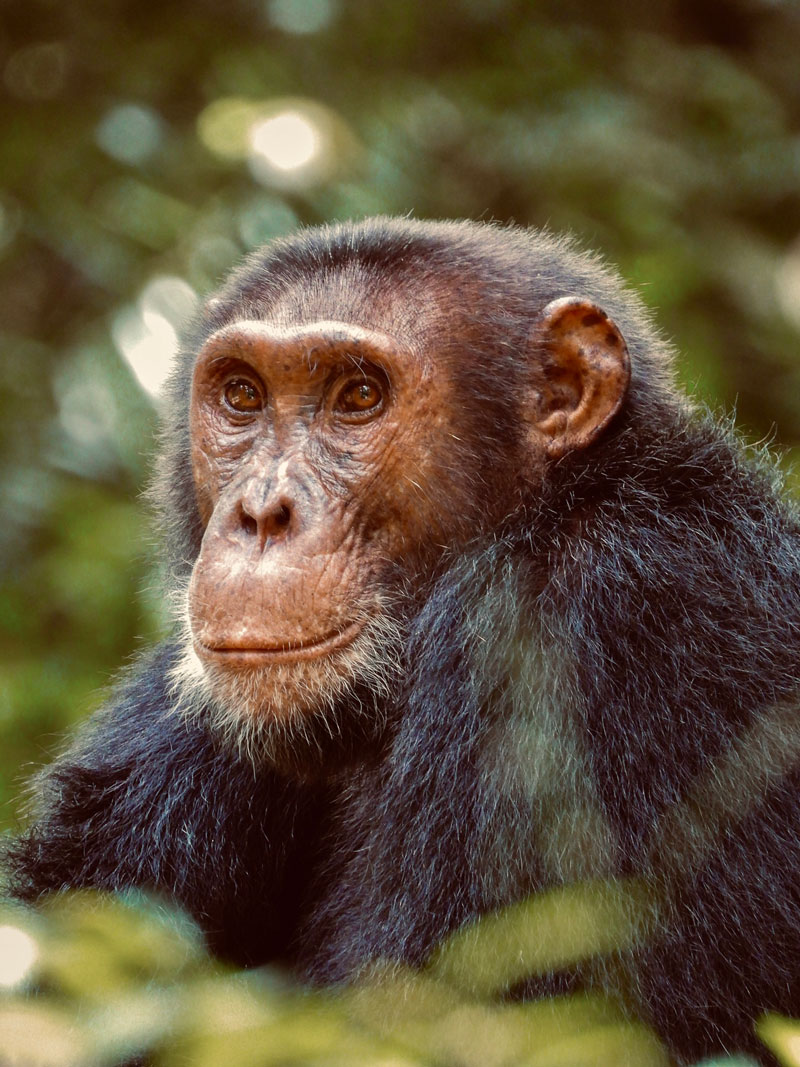 Chimpanzee Trekking in Kyambura Gorge